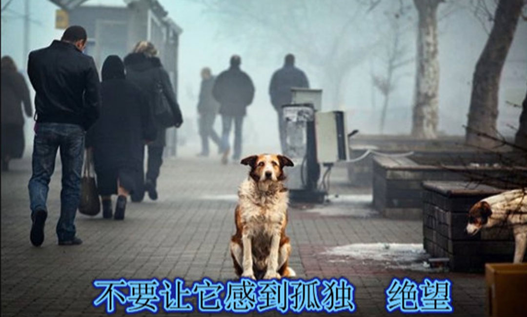 开县开县爱影圈微博微信转发案例